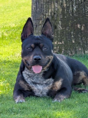 *TONY - Queensland Heeler / French Bulldog available for adoption