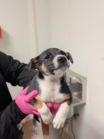 *BOWIE - Queensland Heeler available for adoption