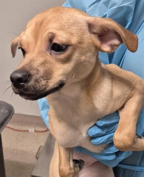 *ADELAIDE - Chihuahua available for adoption