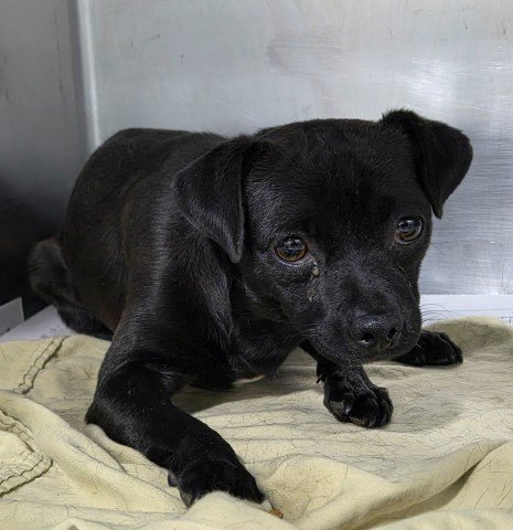 *BLAIR - Chihuahua available for adoption
