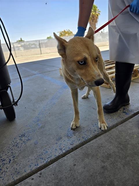 BLARE - Husky available for adoption