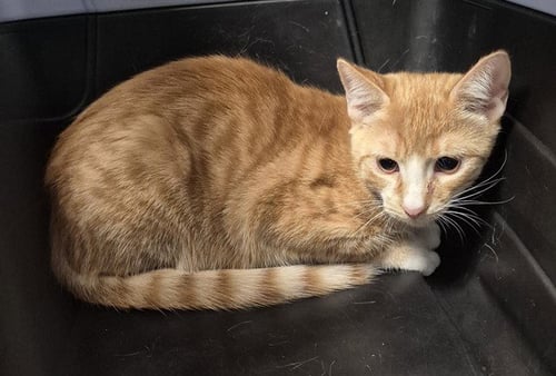 A1259153 - Domestic Short Hair available for adoption