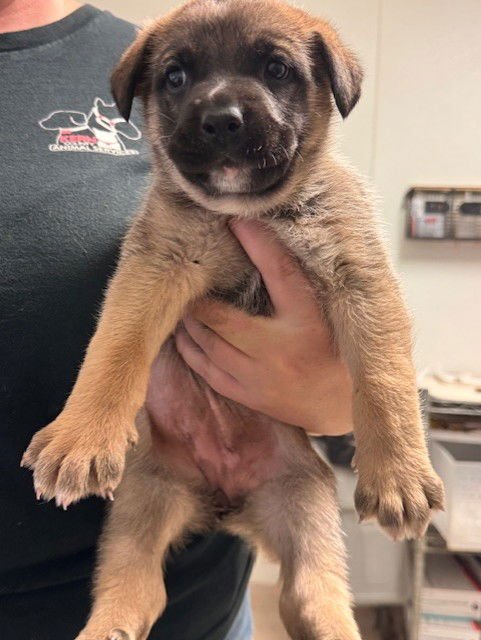 *NUNU - German Shepherd Dog available for adoption