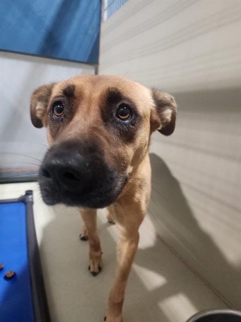 LUCY - Labrador Retriever available for adoption