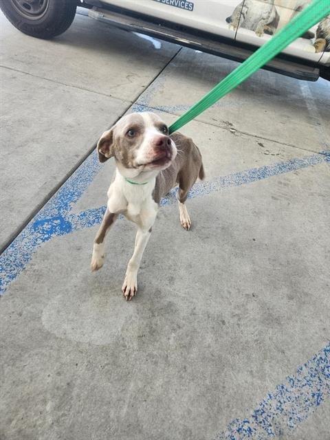 A1240937 - Pit Bull Terrier available for adoption