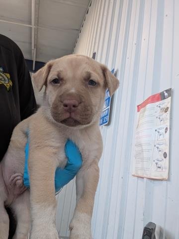 *BOOKER - Labrador Retriever available for adoption