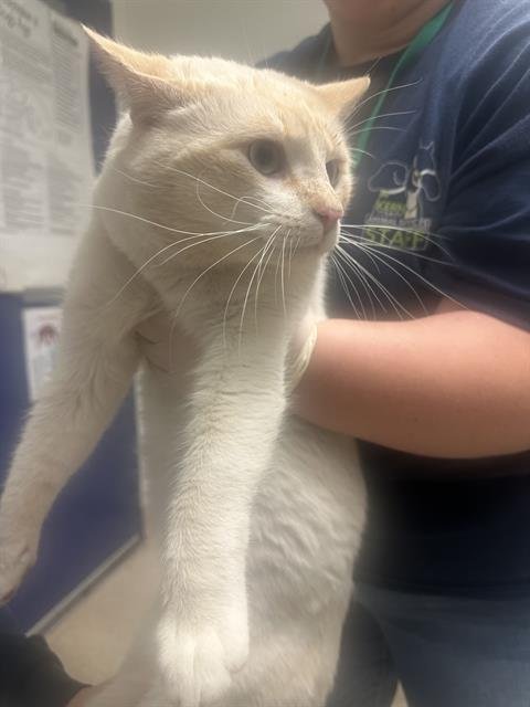 *BEEF - Domestic Short Hair available for adoption