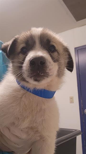 *BILBO - Great Pyrenees / German Shepherd Dog available for adoption