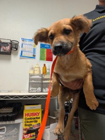 *ZIGGY - Collie available for adoption