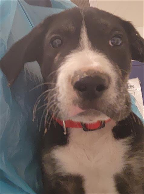 *AMADEUS - Great Dane available for adoption