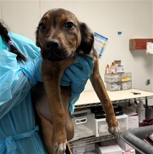 *JOYCE BYERS - Mastiff available for adoption