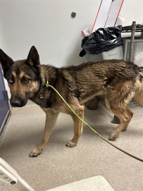 *SMITTY - German Shepherd Dog / Siberian Husky available for adoption