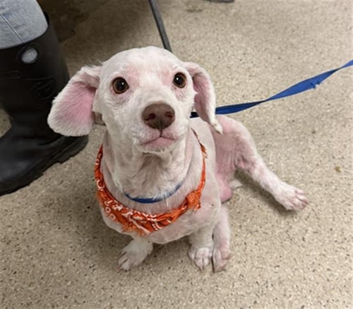 *BASHFUL - Poodle (Miniature) available for adoption
