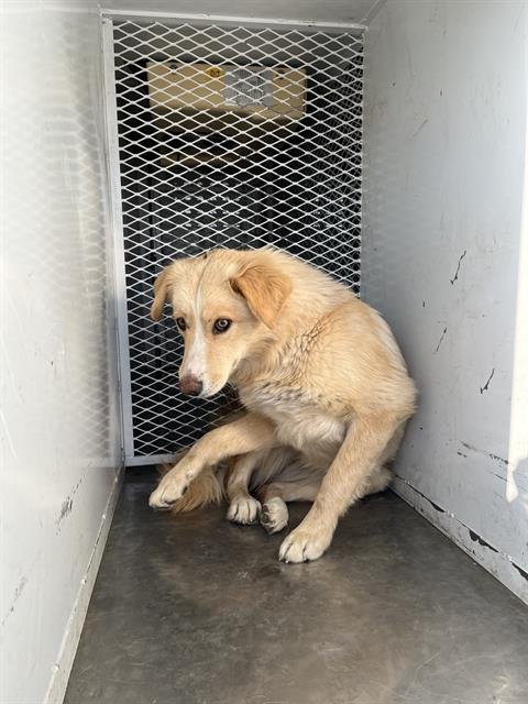 A1240446 - German Shepherd Dog available for adoption