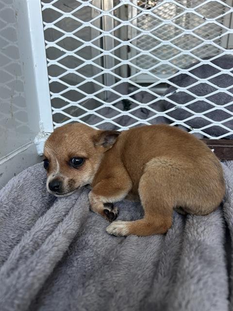 A1237959 - Chihuahua available for adoption