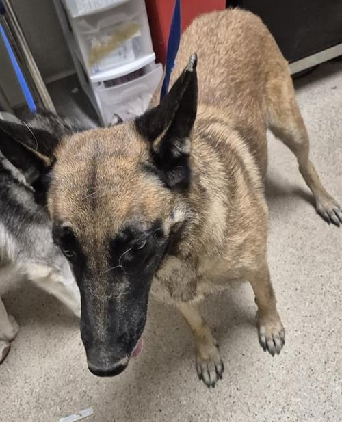 BELGA - Belgian Shepherd Malinois available for adoption