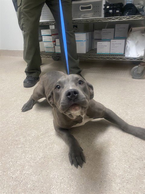 *FERGIE - Pit Bull Terrier available for adoption