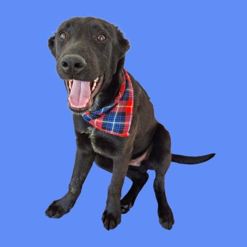 *DISCORD - Border Collie available for adoption