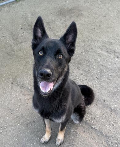 CHARLIE BROWN - German Shepherd Dog available for adoption