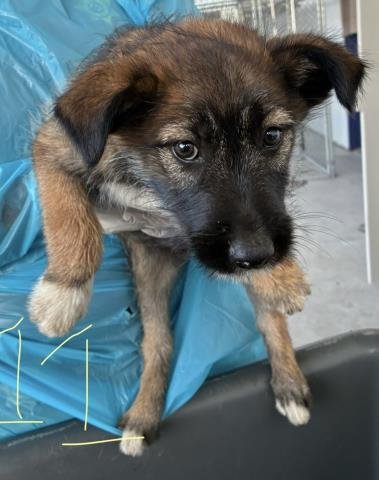 3 - German Shepherd Dog available for adoption
