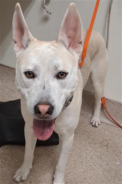 *ROOSTER - Siberian Husky / Pit Bull Terrier available for adoption
