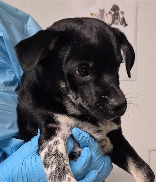 * PT BARNUM - Chihuahua available for adoption