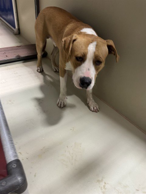 *AARON RODGERS - Pit Bull Terrier available for adoption