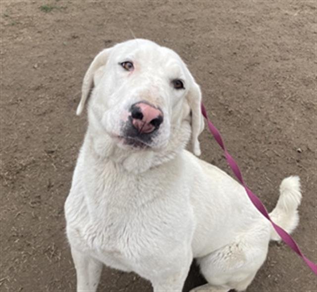 ZOEY - Anatolian Shepherd / Great Pyrenees available for adoption