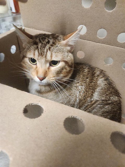DENNY - Domestic Short Hair available for adoption
