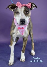 SADIE - Photo 1