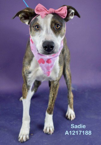 SADIE - Staffordshire Bull Terrier available for adoption