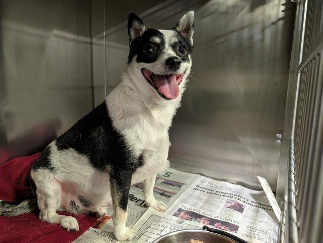 CHLOE - Chihuahua / Pug available for adoption