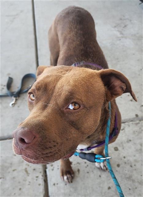 *PENELOPE - Pit Bull Terrier available for adoption