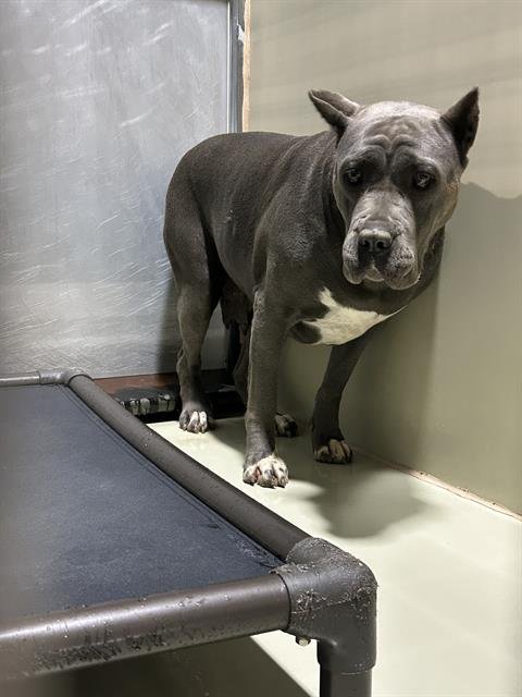 *BEAUTY - Cane Corso Mastiff available for adoption