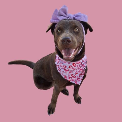 *CHOCOLATA - Labrador Retriever available for adoption