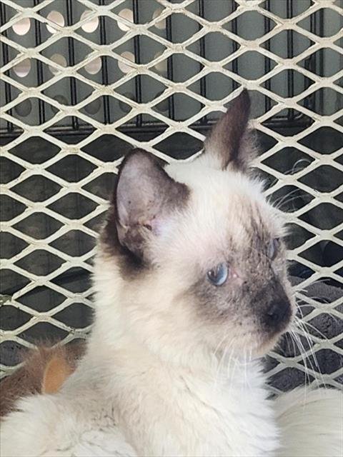 *CASSIE - Siamese available for adoption