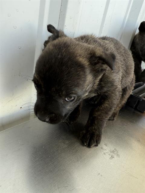 *ZUKO - German Shepherd Dog available for adoption