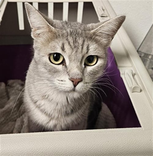A1257872 - Domestic Short Hair available for adoption