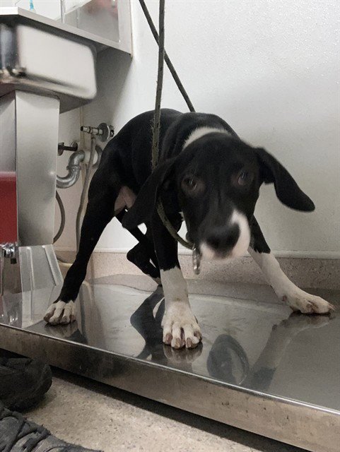 *AMELIA - Pit Bull Terrier available for adoption