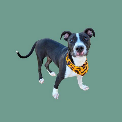 *KID DANGER - Pit Bull Terrier available for adoption