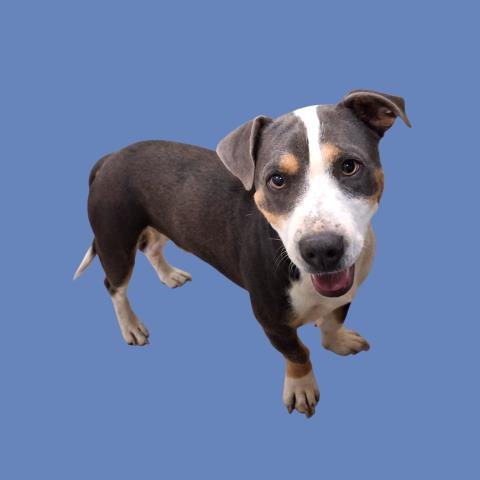 *BENJAMIN - Dachshund available for adoption