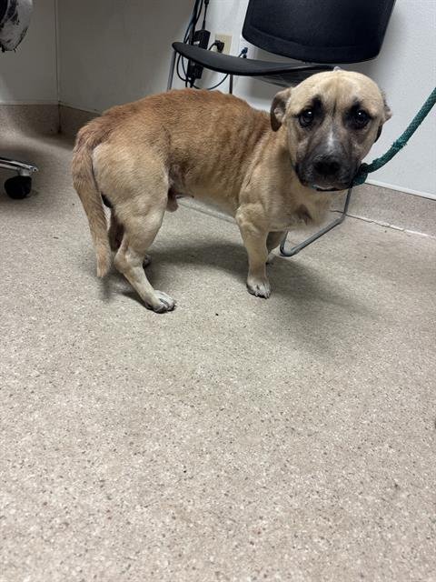 *ITACHI - Pit Bull Terrier for adoption in Bakersfield