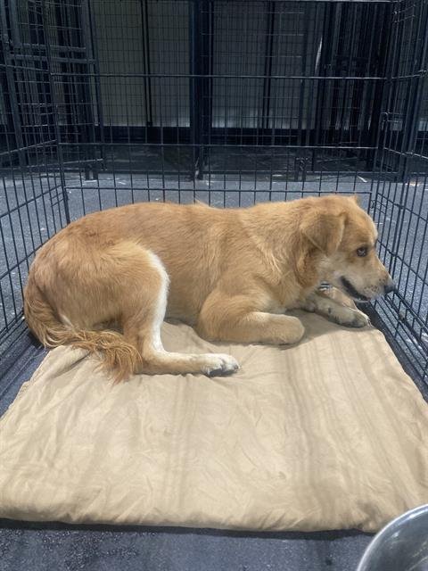 A1240412 - German Shepherd Dog available for adoption