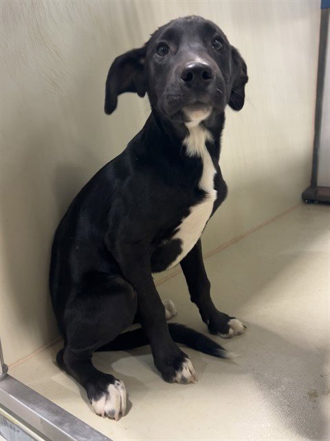 *GISELLE - Pit Bull Terrier available for adoption