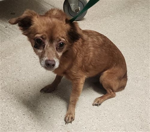 MOLLY - Chihuahua available for adoption