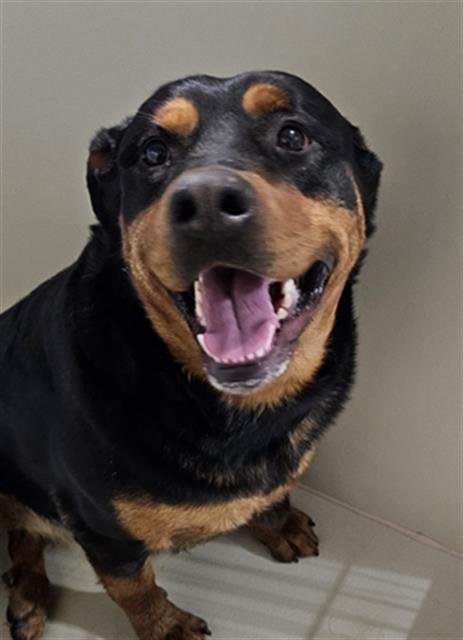 *ALICE - Rottweiler available for adoption