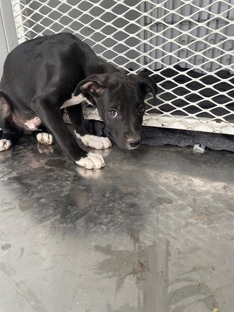 *LLOYD - Labrador Retriever available for adoption