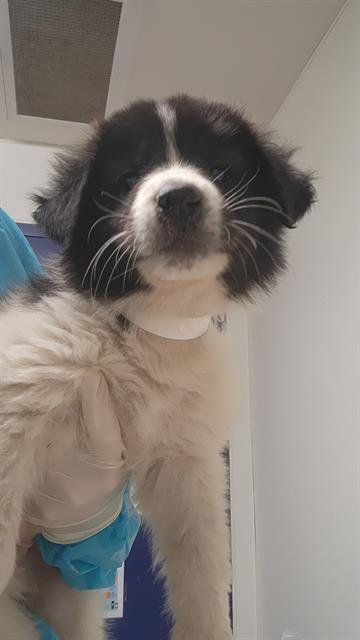 *ARWEN - Great Pyrenees / German Shepherd Dog available for adoption