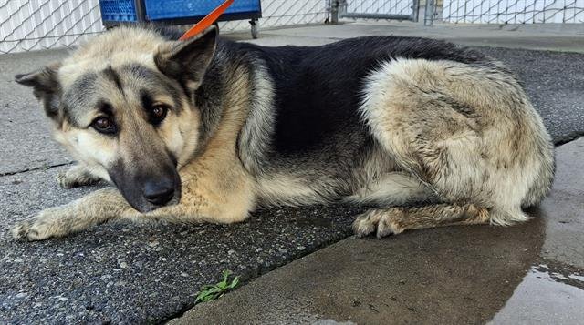 *LUCAS - German Shepherd Dog available for adoption