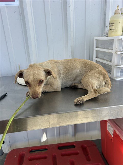 *SHELL - Chihuahua available for adoption
